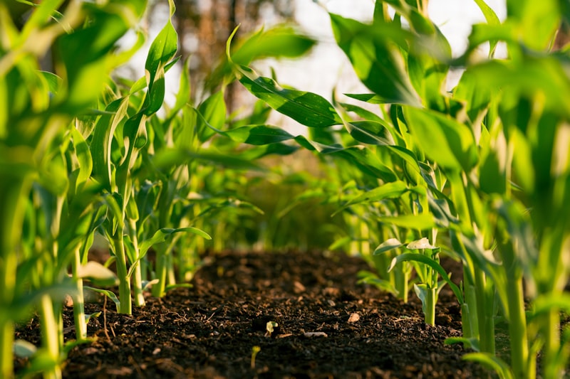 Agroécologie et Agroforesterie
