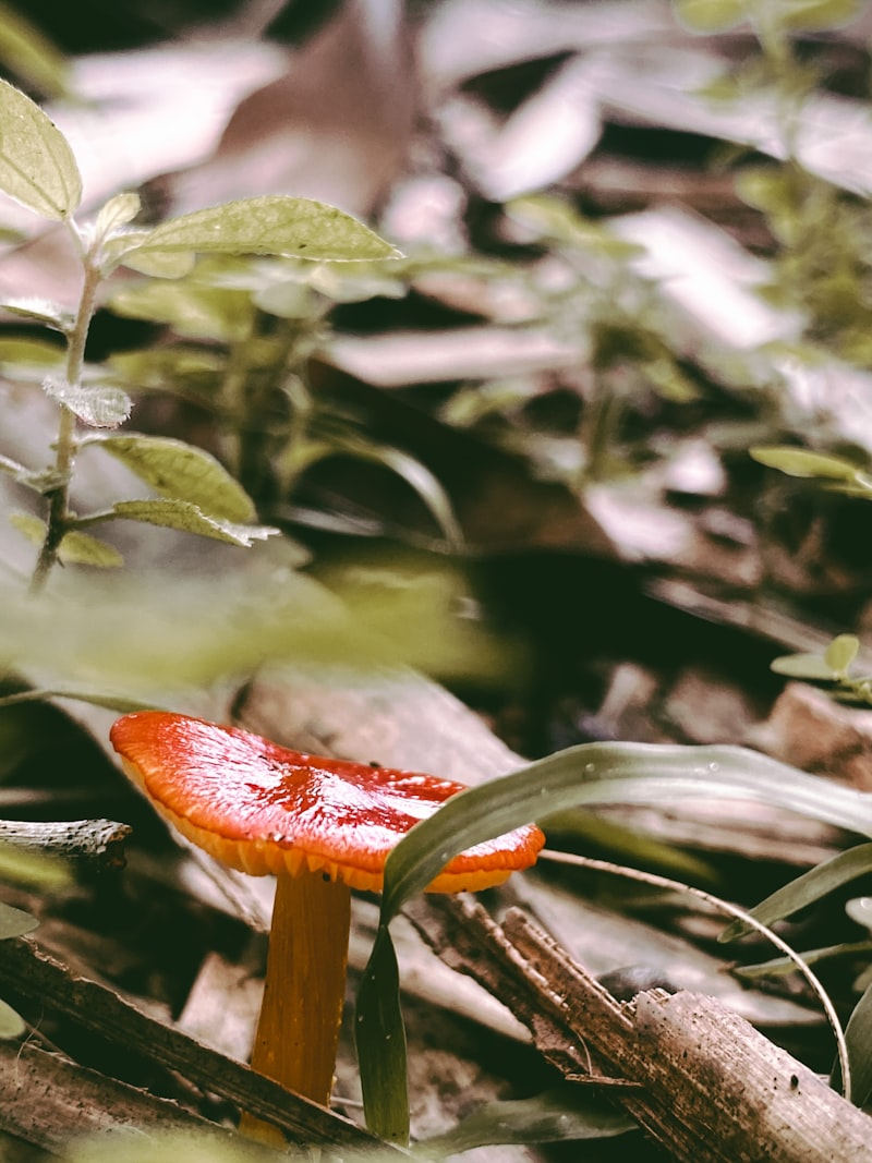 Mycologie Appliquée