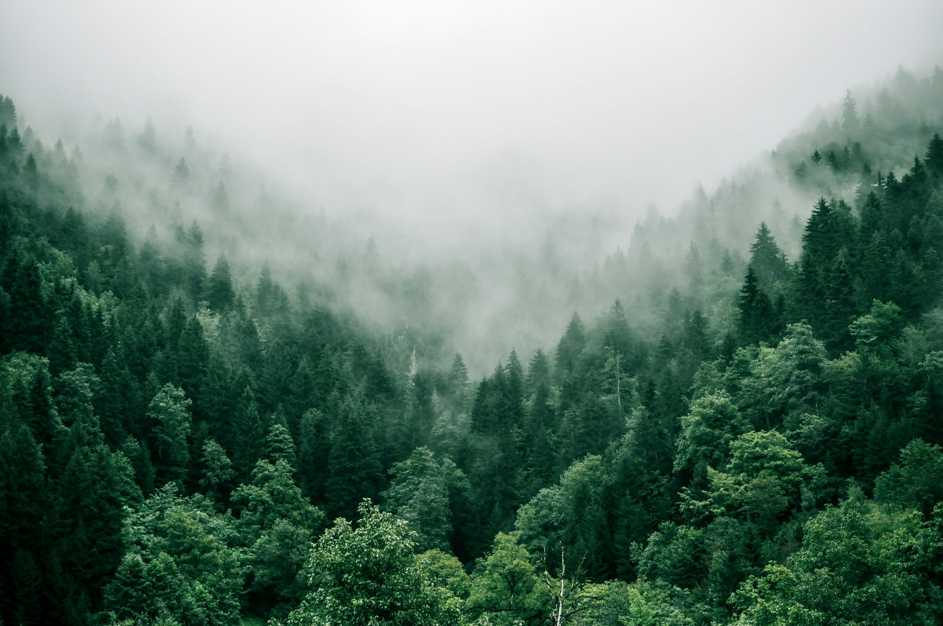 Forêt dense avec lumière naturelle