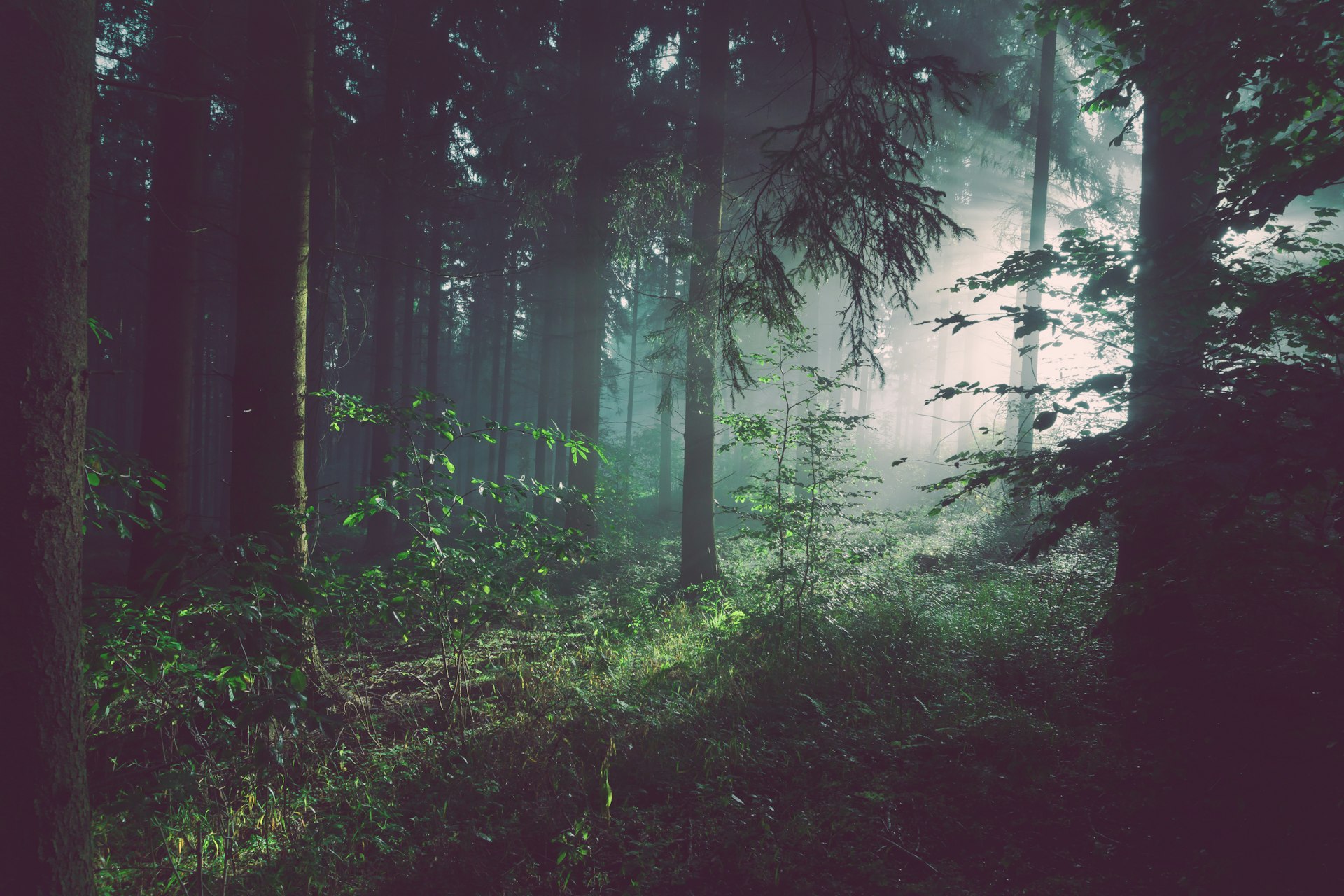 Forêt verdoyante avec rayons de soleil