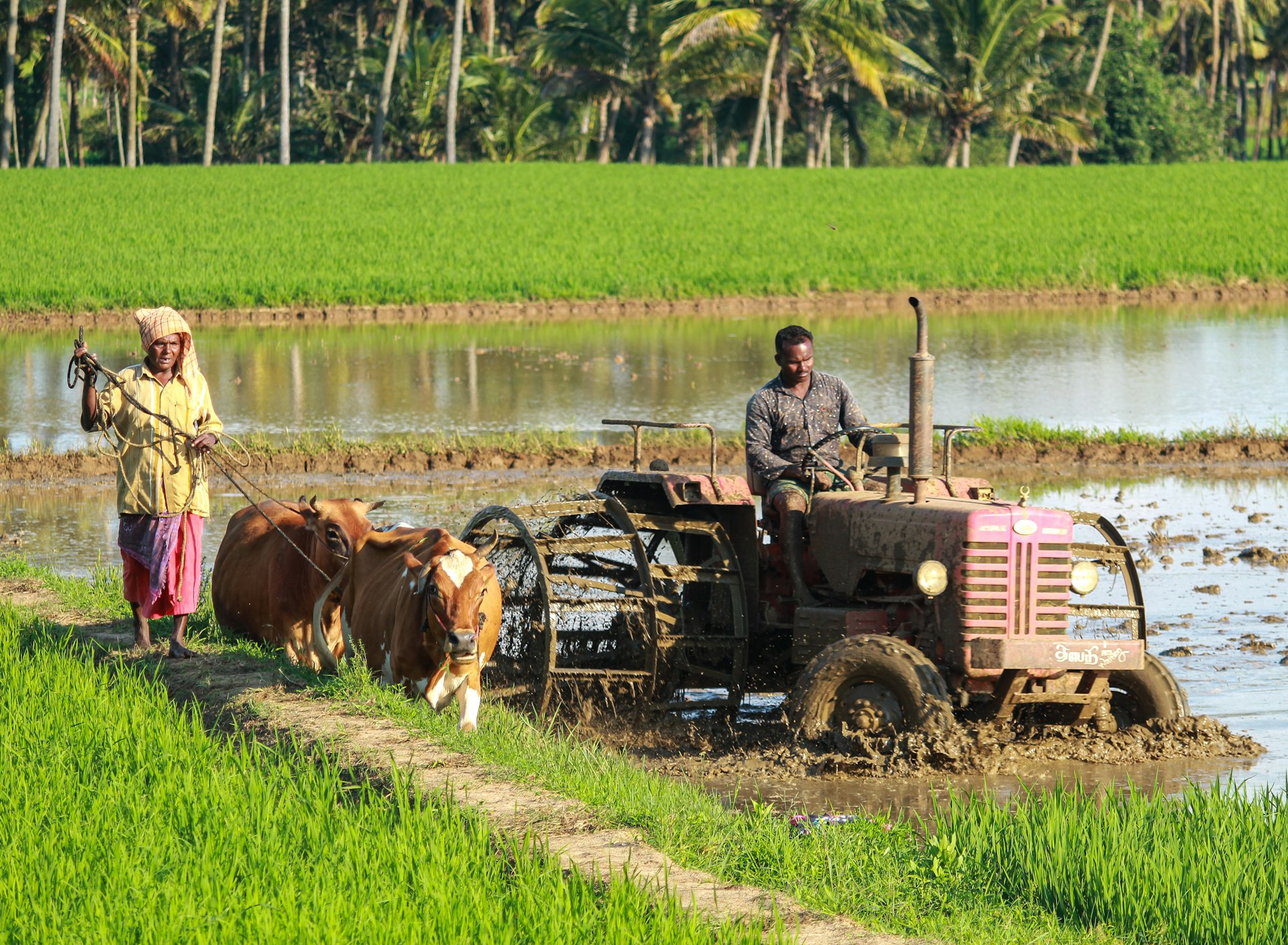 Paysage forestier luxuriant